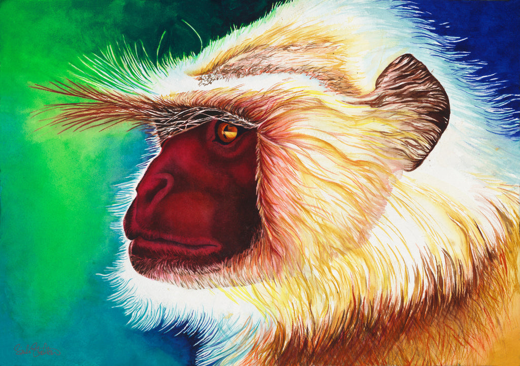 Apu's Langur:  Signed Print from original watercolor langur monkey painting.